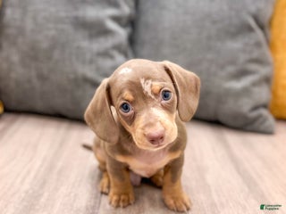 Dachshund dogs - Ad 1