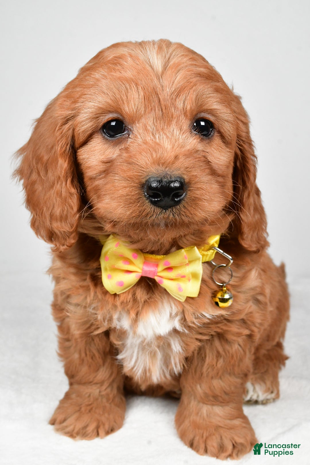 Mini Goldendoodle dogs for sale: Ripley f one b - Ad 6