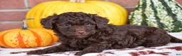 Havapoo dogs for sale: Duke - Ad 4