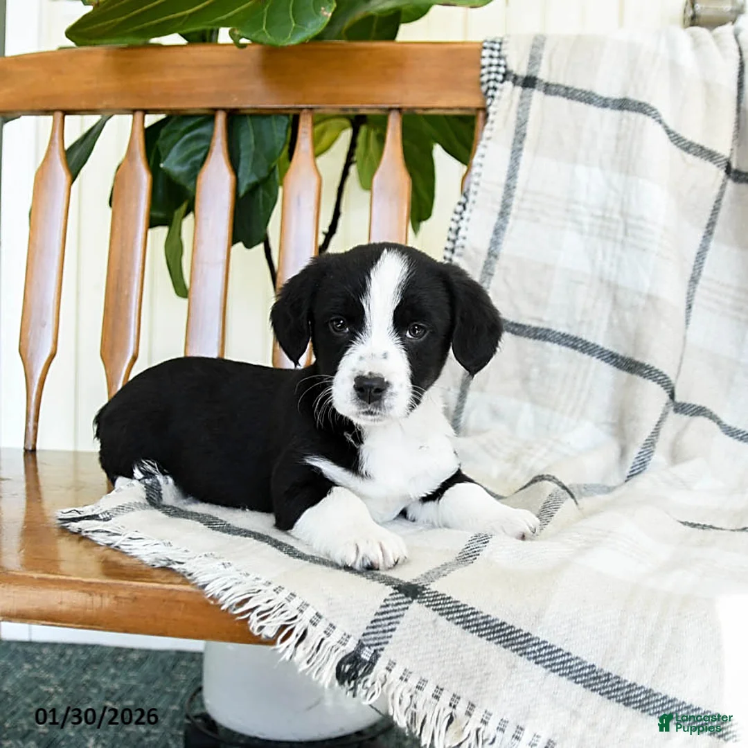 Mixed Breed dogs for sale: Sage - Ad 2