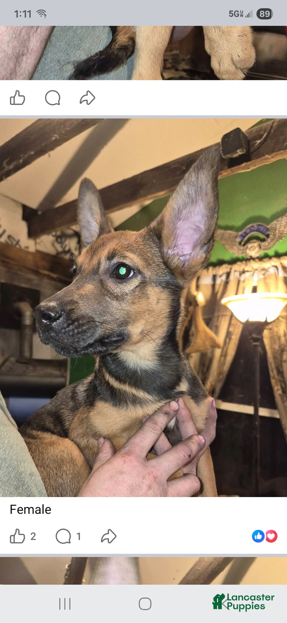 Mixed Breed dogs Mixed Breed Puppy 5 - Ad 16
