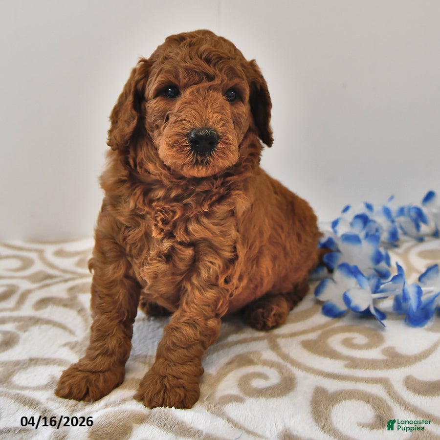 Mini Goldendoodle dogs Rascal - Ad 1