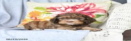 Cockapoo dogs for sale: Snuggles   - Ad 3