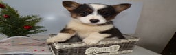 Welsh Corgi Pembroke dogs for sale: Welsh Corgi Pembroke Puppy 6 Beno - Ad 3