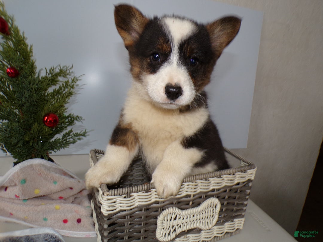 Welsh Corgi Pembroke dogs for sale: Welsh Corgi Pembroke Puppy 6 Beno - Ad 3