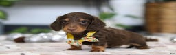 Miniature Dachshund dogs for sale: Alex - Ad 6