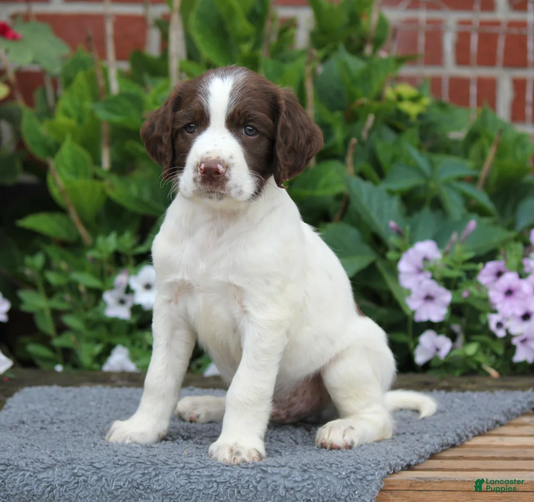 English Springer Spaniel dogs for sale: Digger - Ad 1