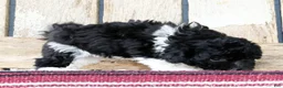 Havanese dogs for sale: Bethany - Ad 5
