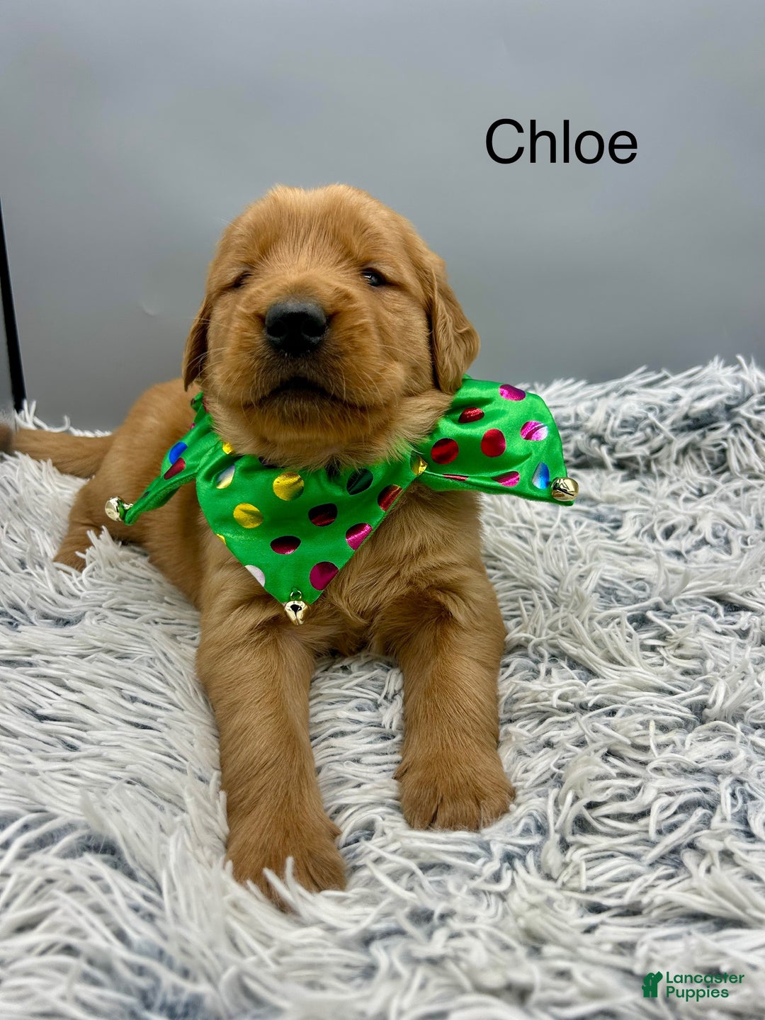 Golden Retriever dogs for sale: Golden Retriever Puppy chloe - Ad 2