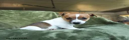 Jack Russell Terrier dogs for sale: Escapade - Ad 1