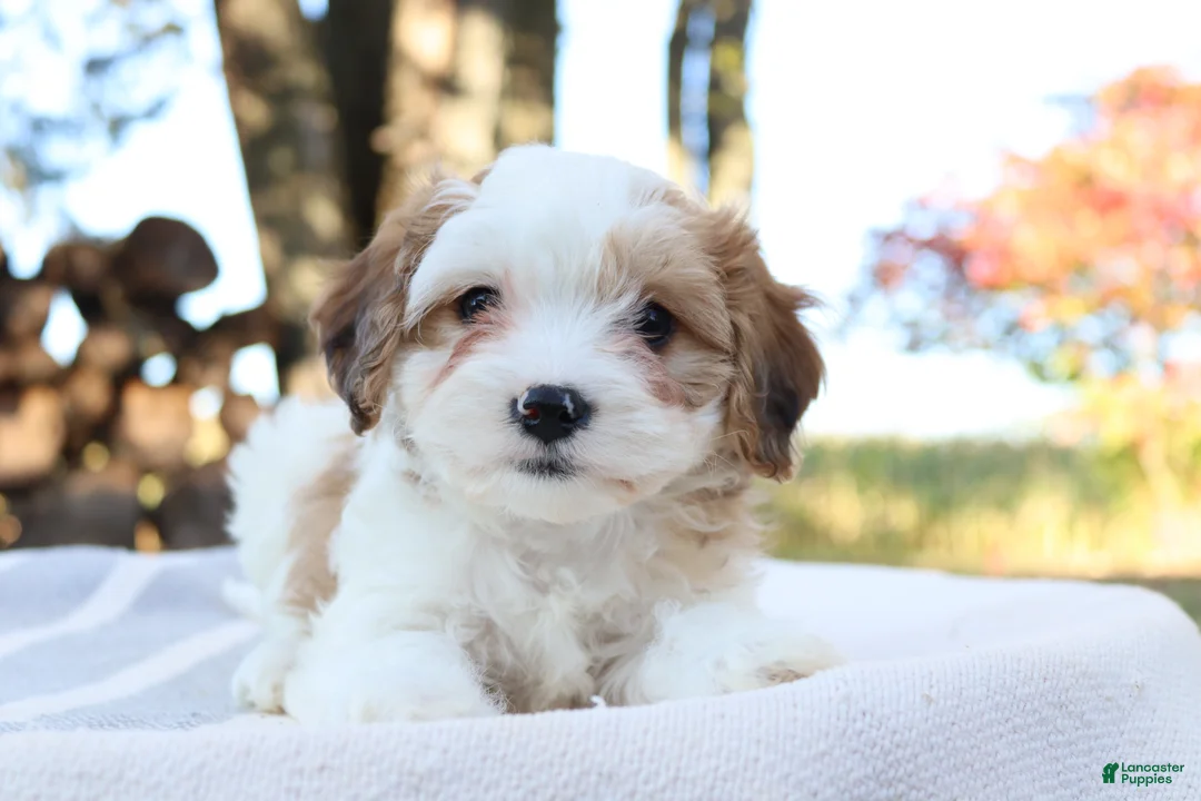 Cavapoo dogs for sale: Woody - Ad 1