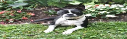 Boston Terrier dogs for sale: Jewel - Ad 4