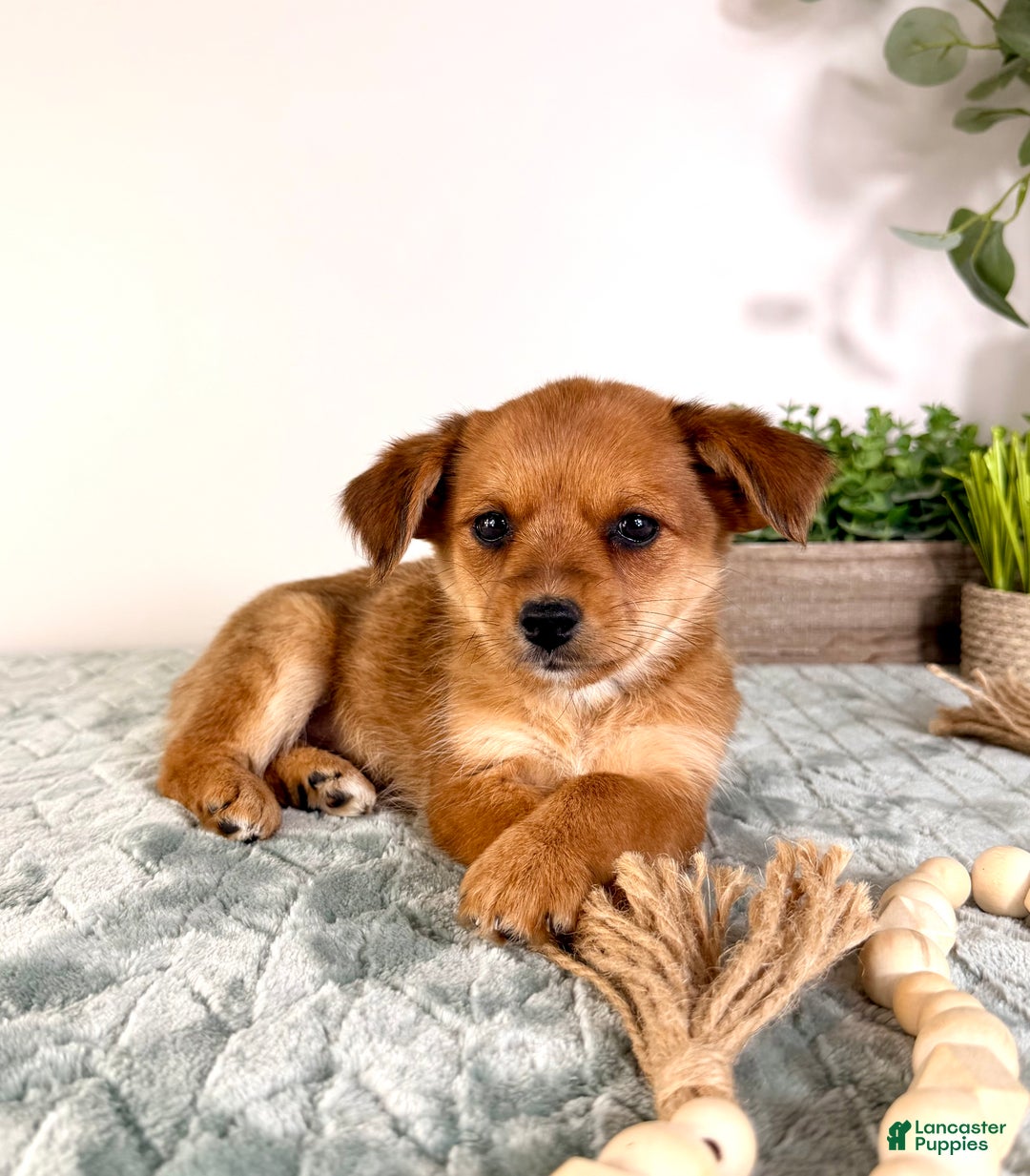 Mixed Breed dogs for sale: Pumpkin - Ad 5