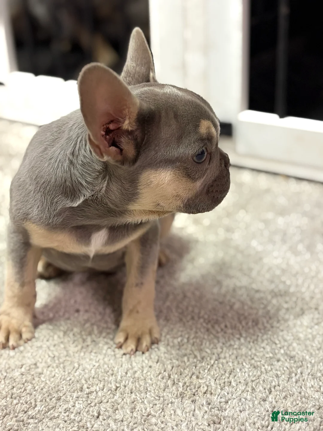 French Bulldog dogs for sale: Tyson - Ad 2