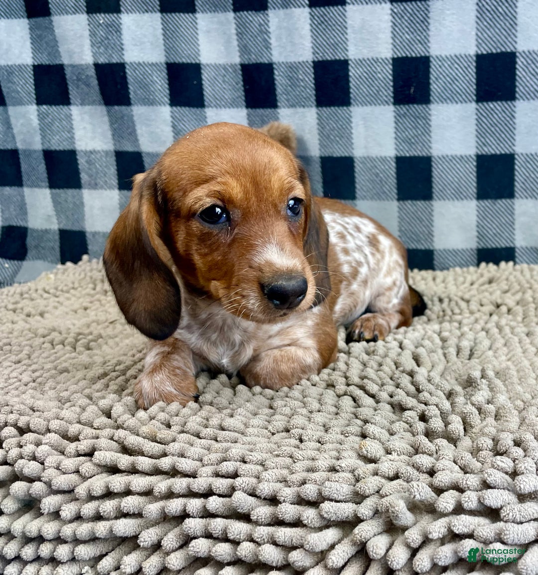 Miniature Dachshund dogs for sale: Kevin - Ad 2