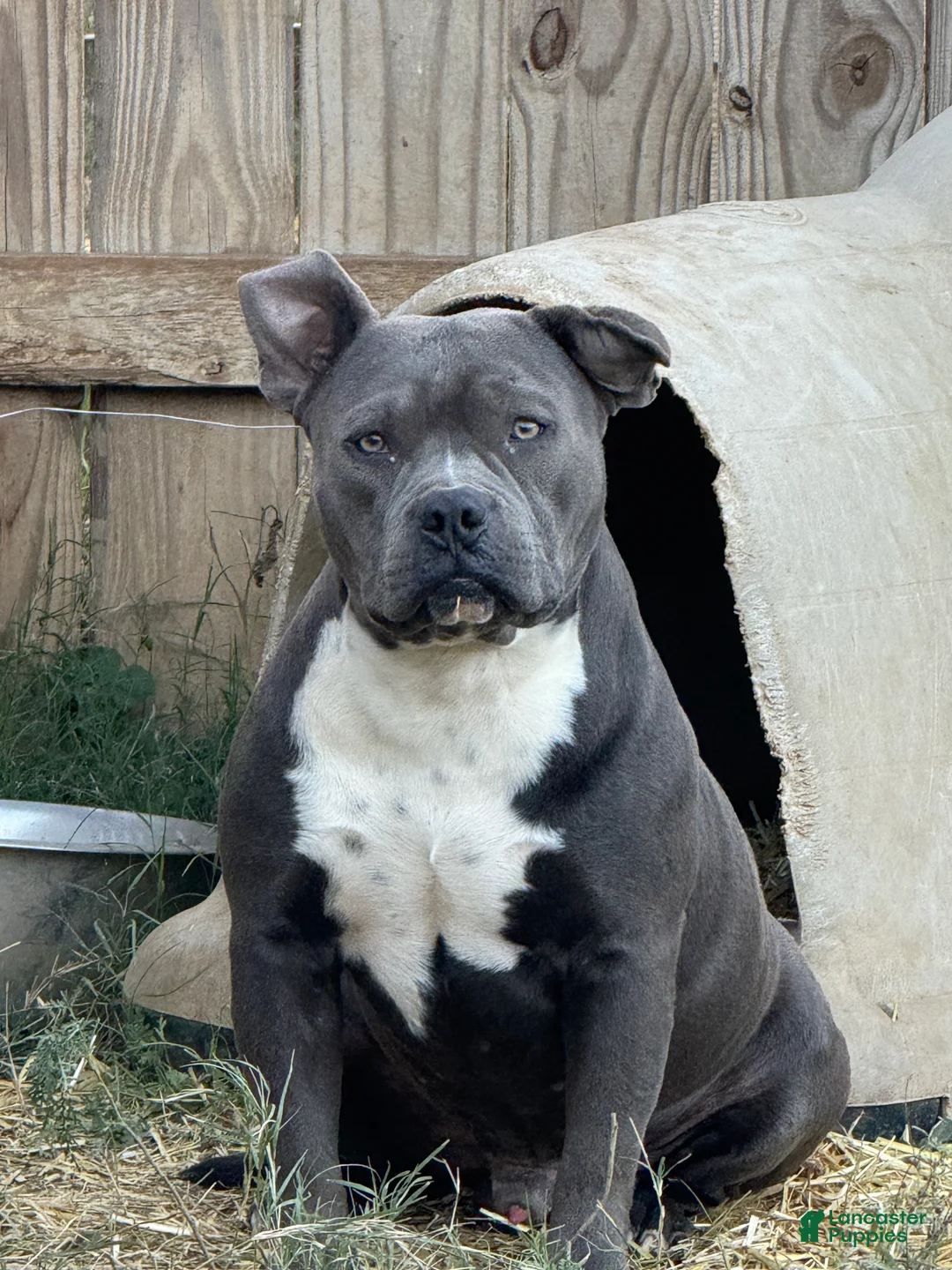 American Bully dogs for sale: American Bully Puppy 2 - Ad 7