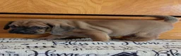 Puggle dogs for sale: Kidd - Ad 18