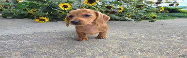 Holly