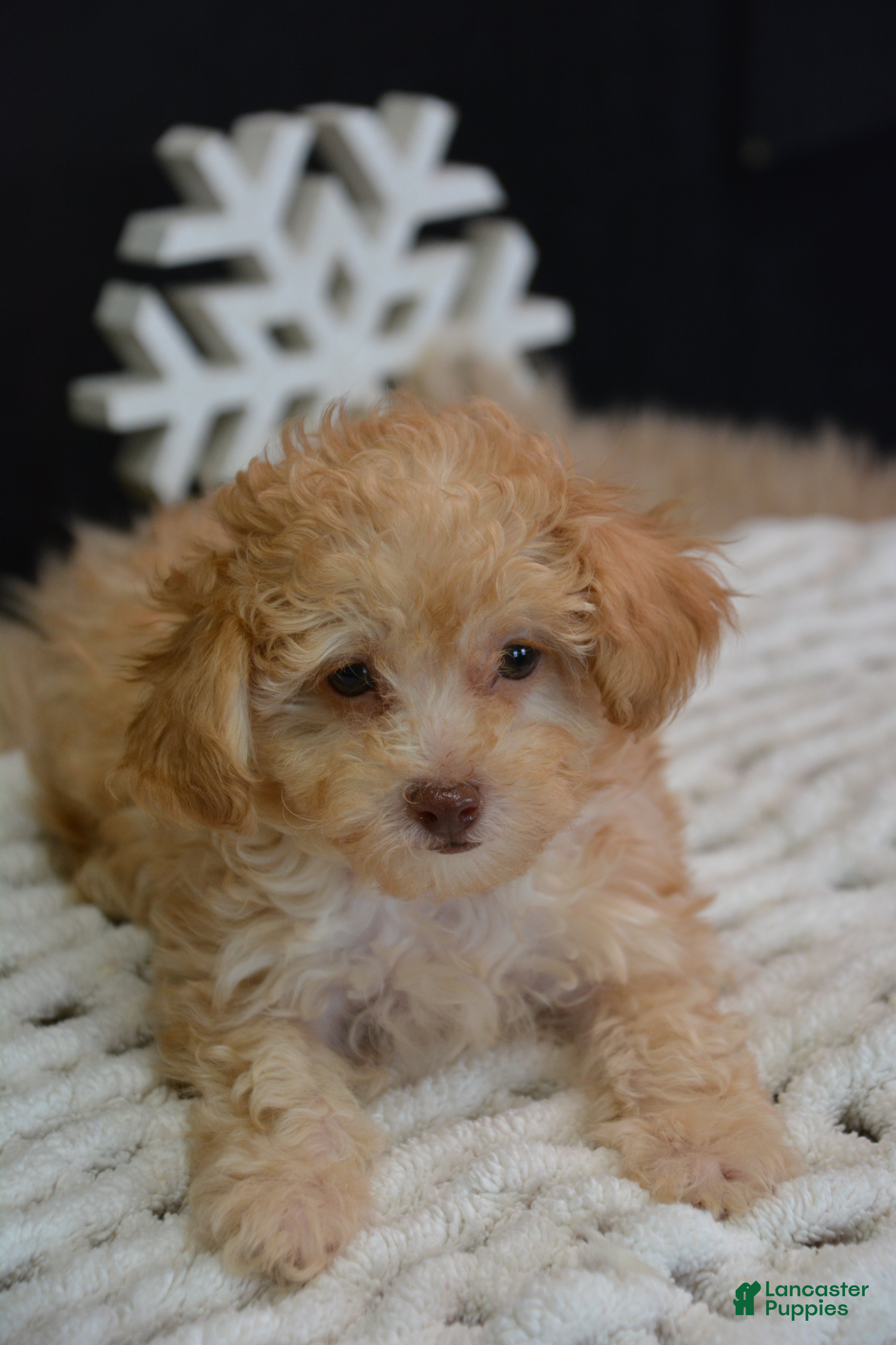 Toy Poodle dogs Duke - Ad 19