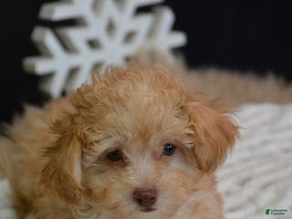 Toy Poodle dogs Duke - Ad 19