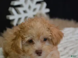 Toy Poodle dogs Duke - Ad 7