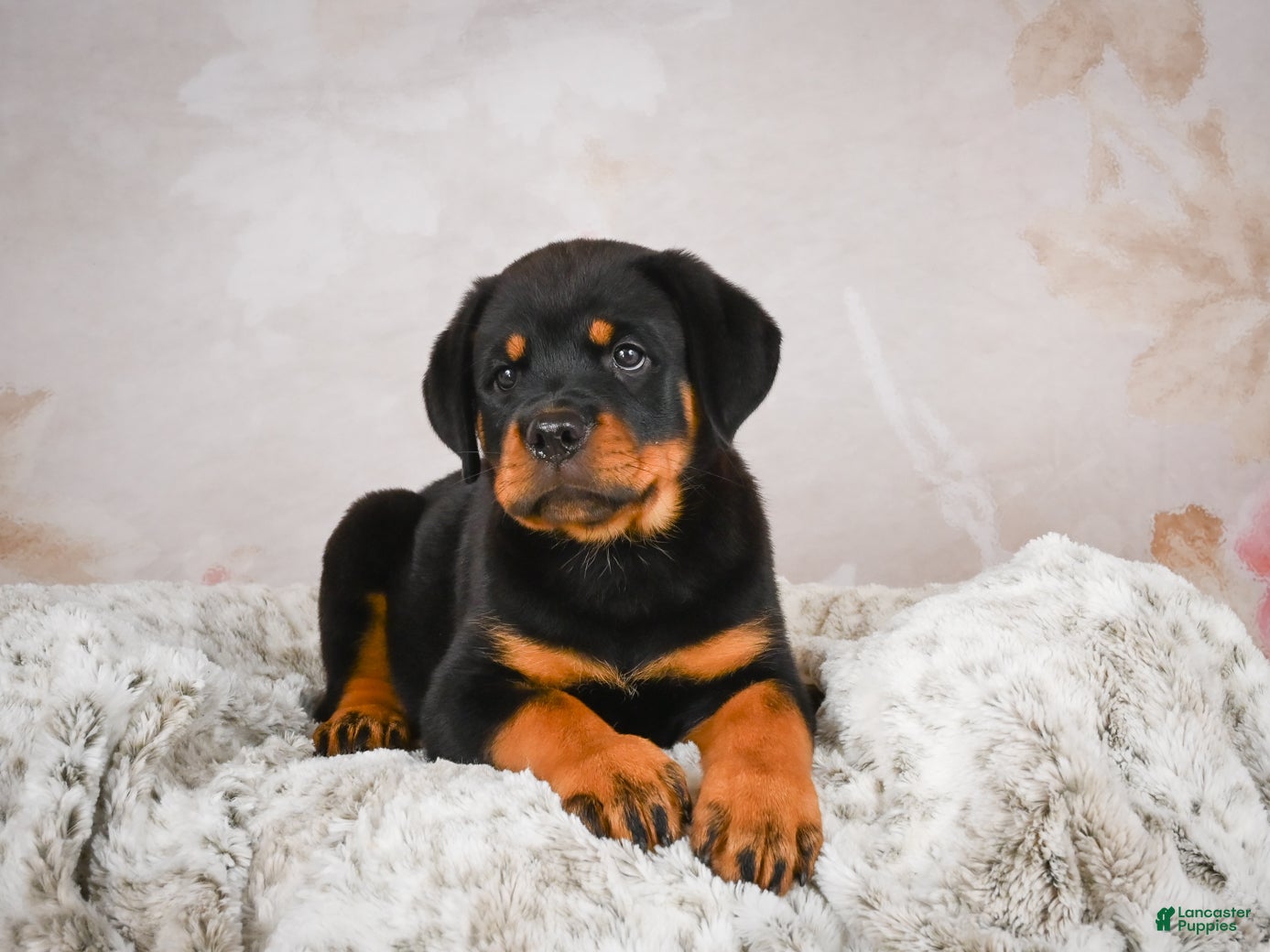 Rottweiler dogs  Hazel 🐾 - Ad 1