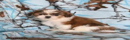 Shih Tzu dogs for sale: Crumbles - Ad 5
