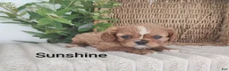 Cavalier King Charles Spaniel dogs for sale: Sunshine  - Ad 4