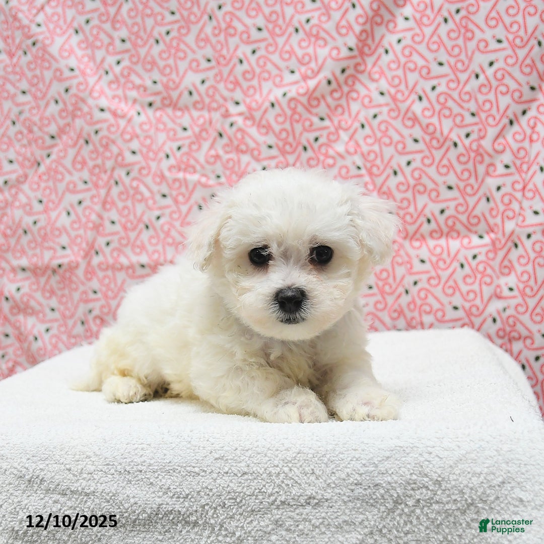 Bichon Frise dogs for sale: Prince   - Ad 3
