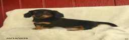 Dachshund dogs for sale: Laina - Ad 3