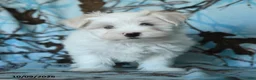 Maltese dogs for sale: Percy - Ad 1