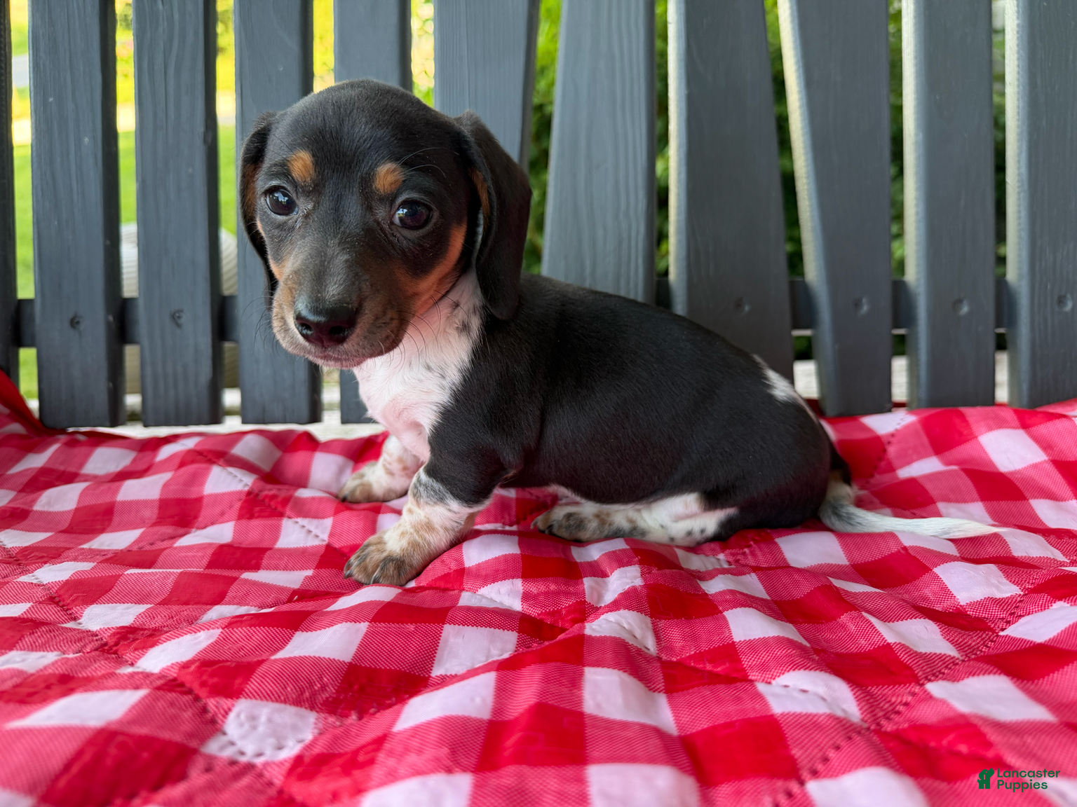 Miniature Dachshund dogs Violet - Ad 11