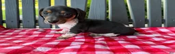 Miniature Dachshund dogs for sale: Violet - Ad 1