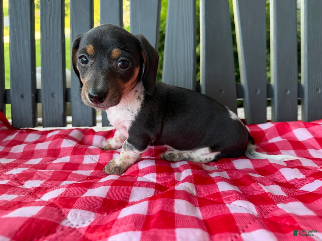 Miniature Dachshund dogs for sale: Violet - Ad 1