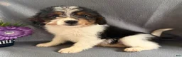 Mixed Breed dogs for sale: Jewell - Ad 3