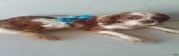 Cavalier King Charles Spaniel dogs for sale: Hildy - Ad 3