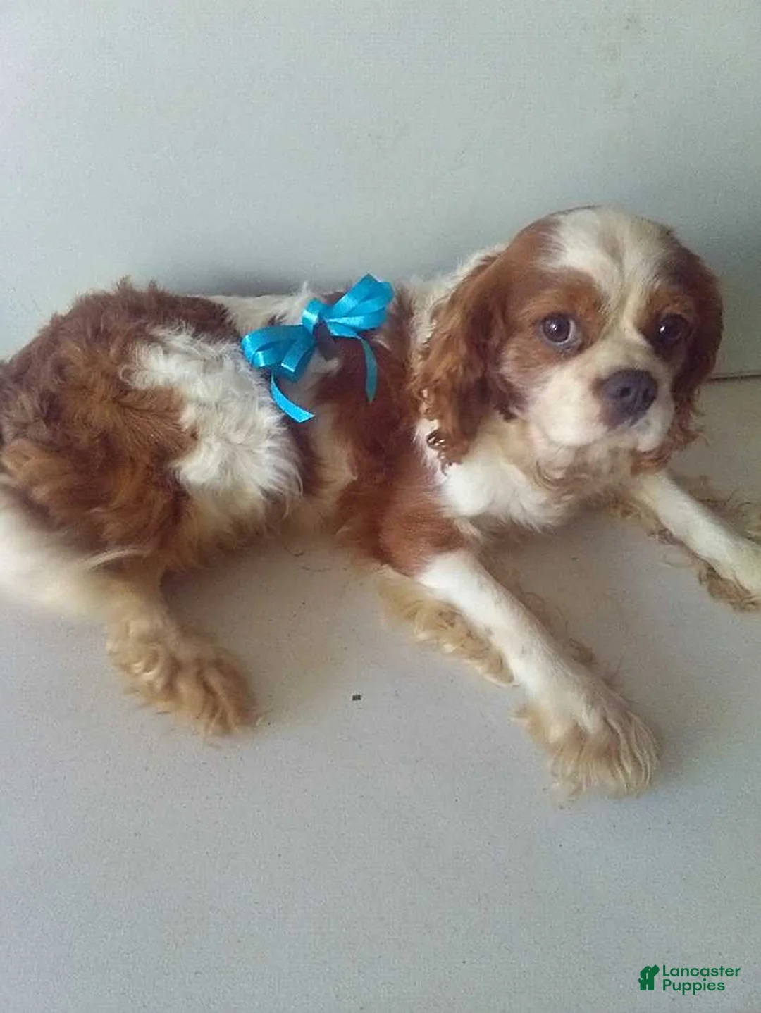 Cavalier King Charles Spaniel dogs for sale: Hildy - Ad 3