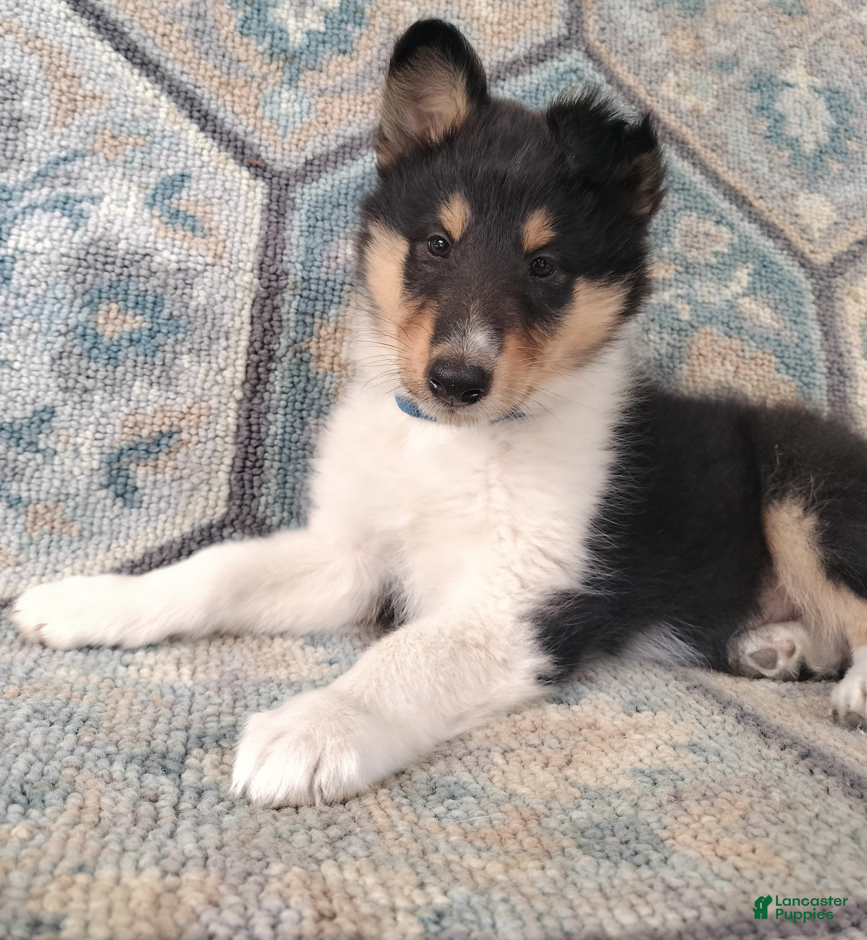Collie dogs Tricolor - Big Boy - Ad 6