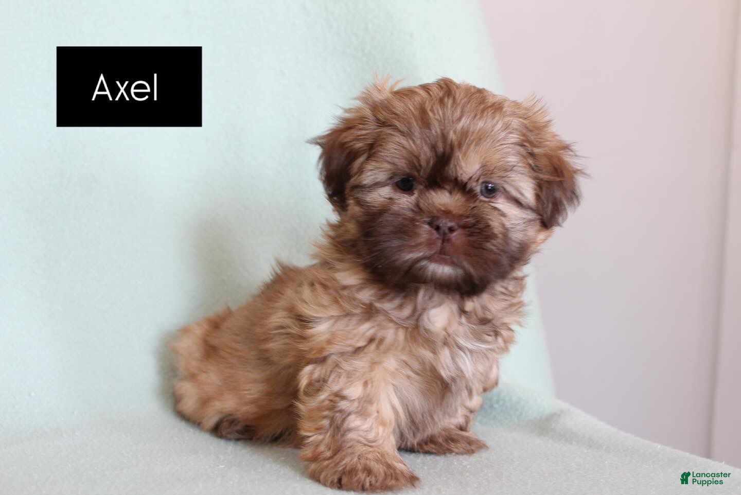 Shih Tzu dogs Axel - Ad 3