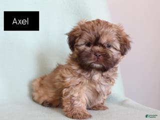 Shih Tzu dogs Axel - Ad 21