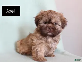 Shih Tzu dogs Axel - Ad 22