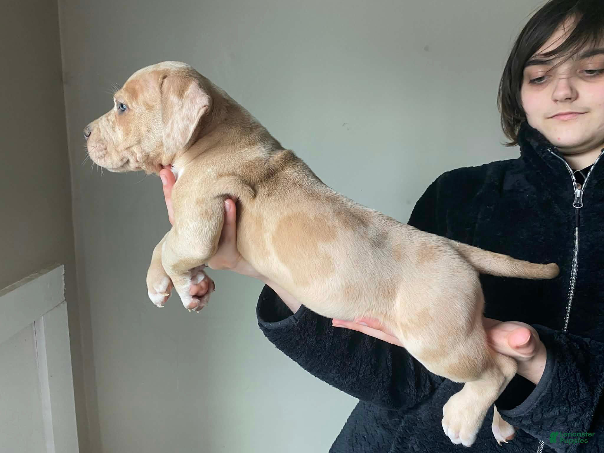 American Bully dogs American Bully Puppy 5 - Ad 30