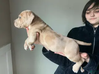 American Bully dogs American Bully Puppy 5 - Ad 30