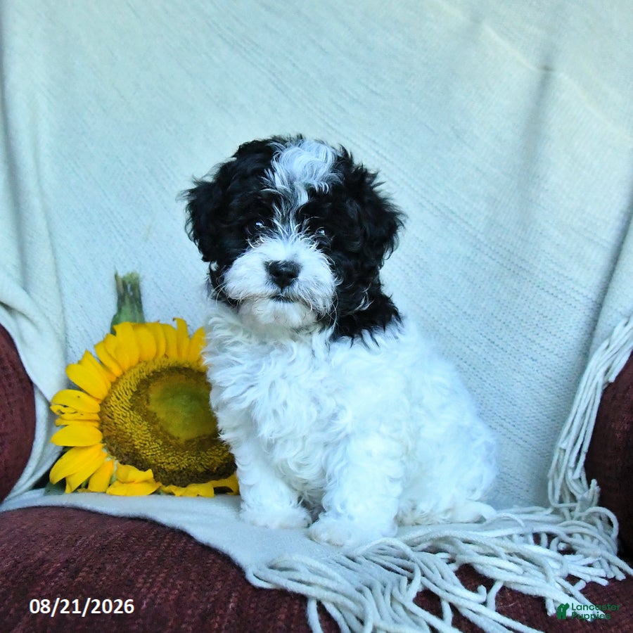 Havapoo dogs Pearls - Ad 1