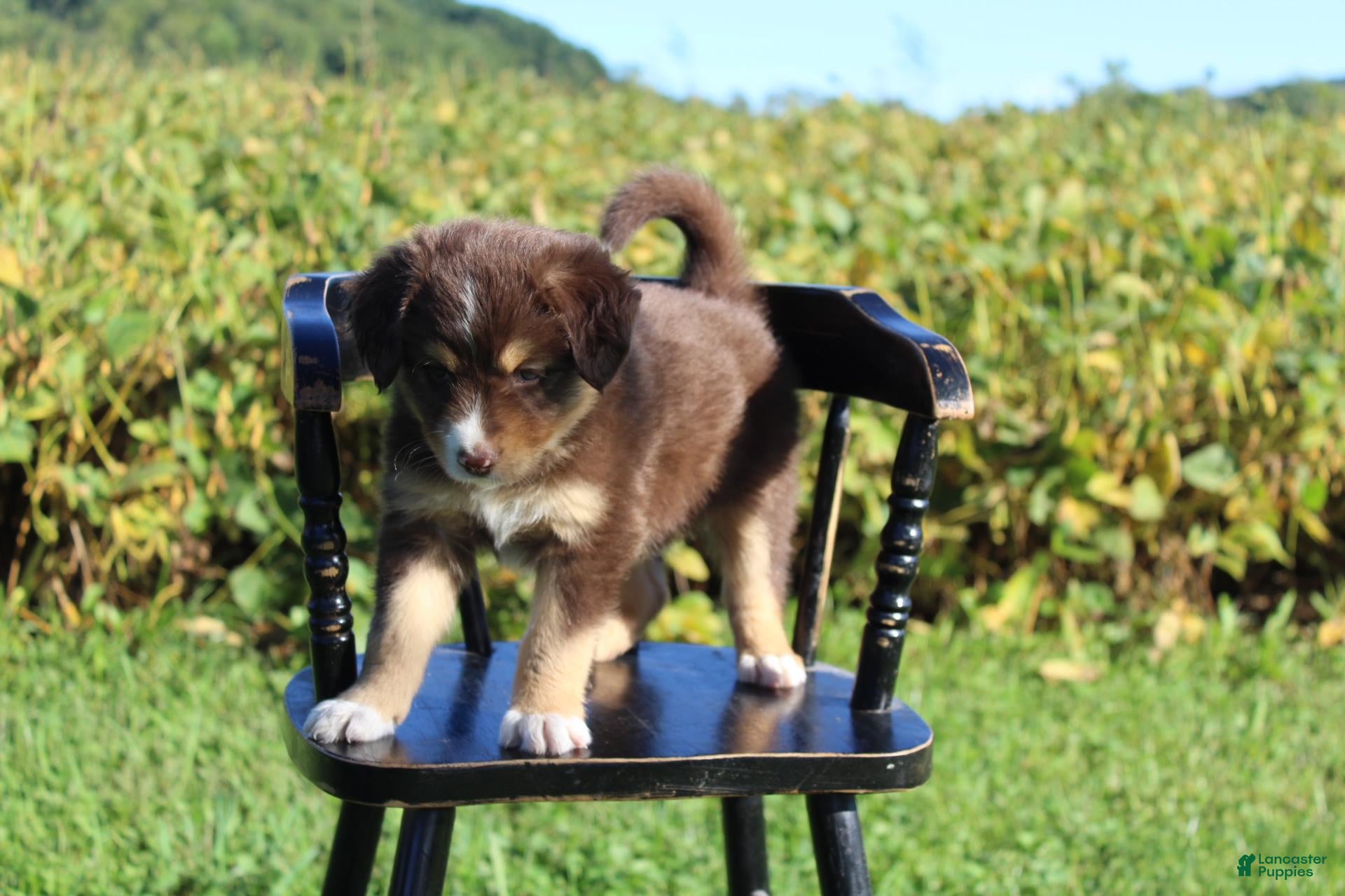 Mixed Breed dogs Mason - Ad 2