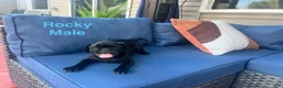 Pug dogs for sale: Rocky - Ad 2