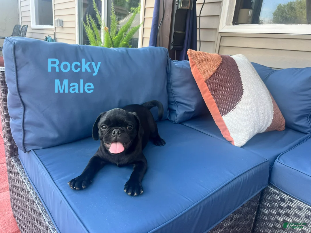 Pug dogs for sale: Rocky - Ad 2