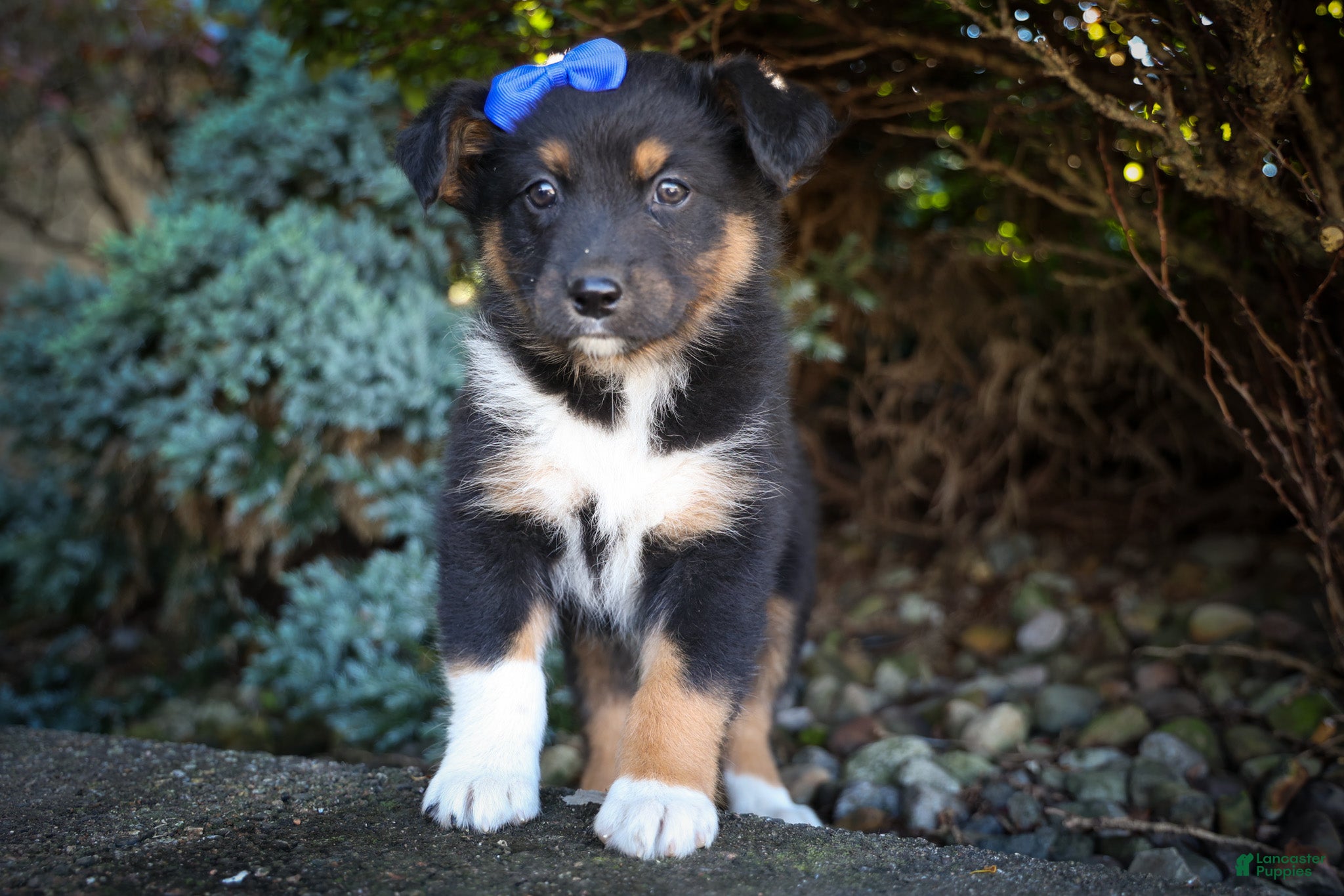 Mini Aussiedoodle dogs Langston🐾 - Ad 1
