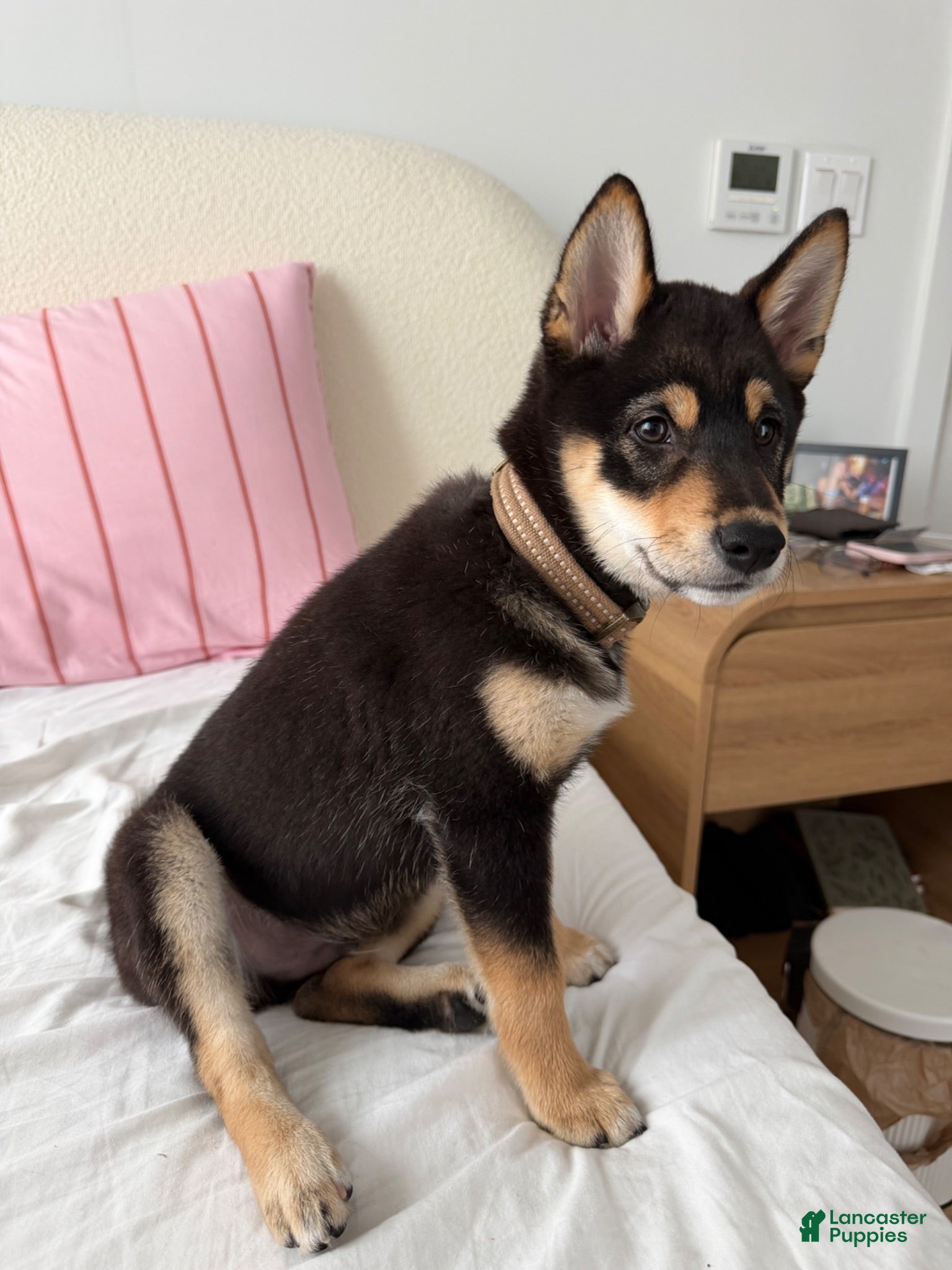 Shiba Inu dogs Shiba Inu 1 - Ad 34