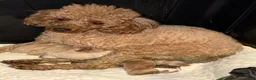Miniature Poodle dogs for sale: Miniature Poodle 1 - Ad 2